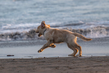 Young Golden Retriever playing on the beach