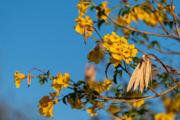 Tabebuia aurea en fleurs à la fin de la saison sèche en Namibie