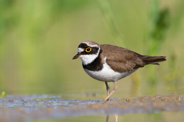 Shorebird Charadrius dubius, Little Ringed Plover on blurred background summer time Poland Europe