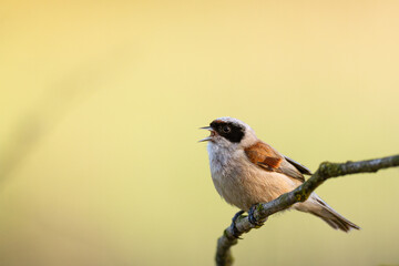 Bird Remiz pendulinus Penduline Tit perched on tree Poland Europe