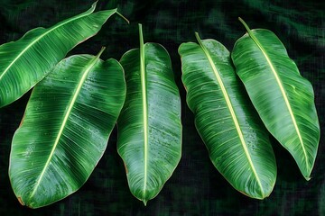 Large Tropical Green Leaves with Bold Veins and Rich Texture on Dark Background