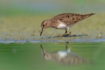 bird - Temminck's Stint Calidris temminckii migratory bird, shorebird Poland Europe summer time
