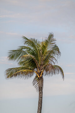 Palm tree on the beach in Canggu
