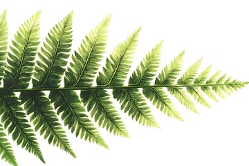 Green Fern Leaf Isolated on White Background Highlighting Natural Beauty and Intricate Details
