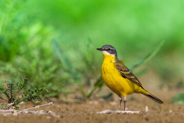 Bird - Yellow wagtail Motacilla flava, yellow small bird male singing, green background, Poland, Europe