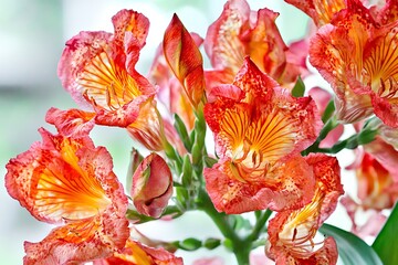 Vibrant Orange and Red Flowers with Intricate Petals Displaying Natural Beauty and Grace