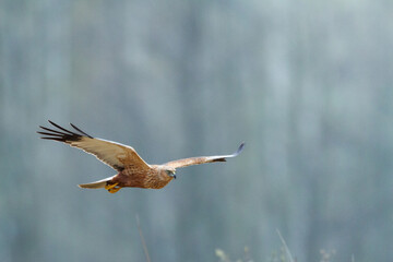 Birds of prey male Marsh harrier Circus aeruginosus, hunting time Poland Europe spring time April	