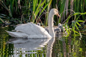 Obraz premium Mute Swan With Chicks In Action In The Pond