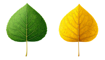 Aspen Leaf with Rounded Shape and Flat Petiole Bundle: Variations Isolated on Transparent Background