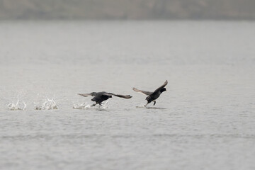 Eurasian Coot Birds Running On Water In The Lake