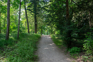 Dirt road through a green forest