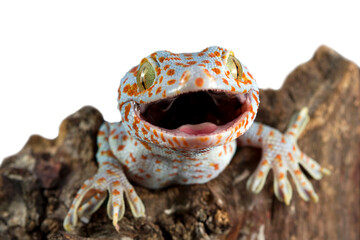 The Tokay Gecko (Gekko gecko) closeup on wood with isolated background