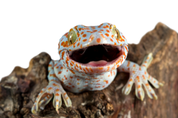 The Tokay Gecko (Gekko gecko) closeup on wood with isolated background
