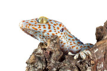 The Tokay Gecko (Gekko gecko) closeup on wood with isolated background