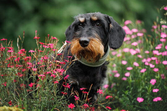 wire haired dachshund dog portrait in the park with blooming flowers