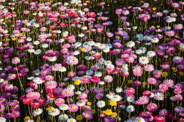 Colorful paper daisy blooming in spring.