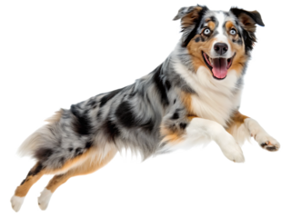 A happy australian shepherd dog with blue eyes jumping in the air isolated on a black background