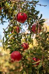 Ripe pomegranates among green leaves in sunlight