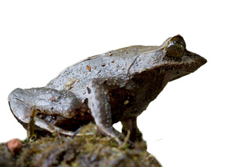 Megophrys montana toad side view, animal closeup
