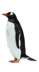 Naklejka premium Penguin with transparent png background