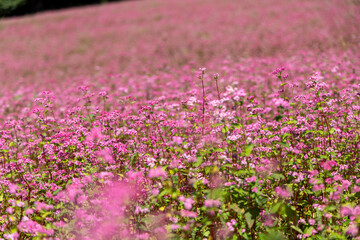 Fototapeta premium 森のふもとに広がる赤そばの花畑と優しいピンクのじゅうたん