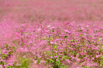 森のふもとに広がる赤そばの花畑と優しいピンクのじゅうたん