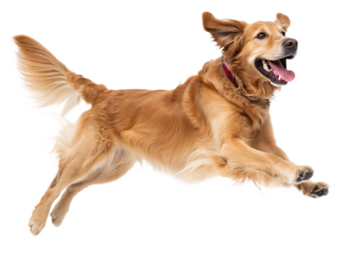 A golden retriever dog mid air with its tongue out and ears flapping against a black background