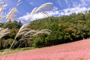 秋風に揺れるススキと赤そばの花畑が広がる長野県箕輪町の風景