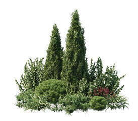 pine shrubs isolated on transparent background