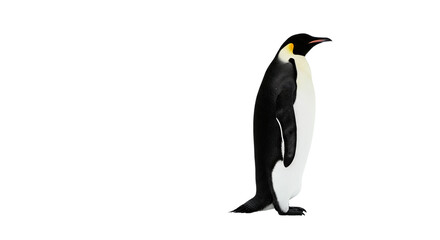 Fototapeta premium Penguin with transparent png background