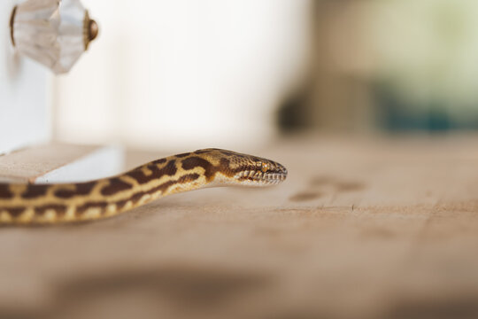 Stimson Python on wooden surface with copy space