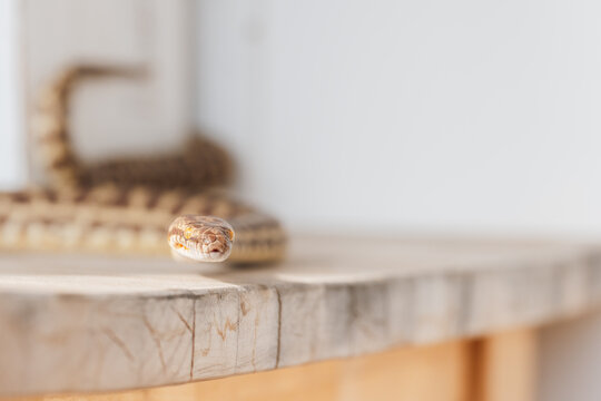Stimson Python face close up on wooden bench with white background
