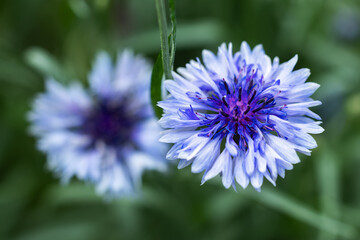 Fototapeta premium Centaurea cyanus colorful flowers in a n ornamental garden
