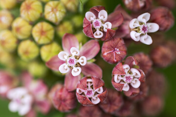 Asclepias syriaca common milkweed, butterfly flower, silkweed. plant of the family Apocynaceae.