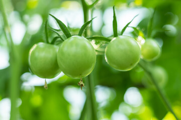 Fresh green tomatoes plant with fruits