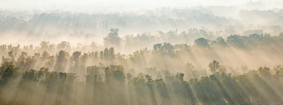 Aerial panorama of rays of dawn sunshine cutting through fog over a forest of gum trees at Moama