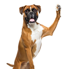 Obraz premium A boxer dog sitting with its paw raised in the air on a black background with its tongue out slightly