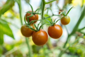 ripening tomatoes in the greenhouse. Red and green selected tomatoes in a greenhouse