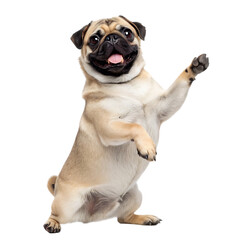 Fototapeta premium A light brown pug standing on its hind legs with its tongue out and its paw raised on black background