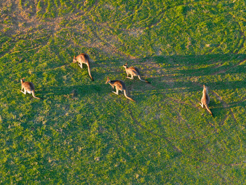 Aerial view of kangaroos in a green pddock in golden sunshine at Moama