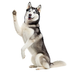 Fototapeta premium A husky dog sitting on its hind legs with its paw raised against a black background in a studio shot
