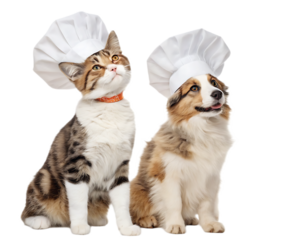 A cat and a dog sitting next to each other wearing chef hats looking up at something interesting above them