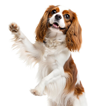 A cavalier king charles spaniel standing up on its hind legs with its paw raised on a black background