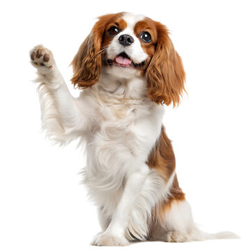 A cavalier king charles spaniel sitting with its paw raised against a black background looking forward