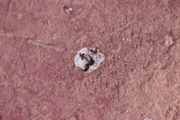 Pigeon poop on the floor