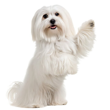 A fluffy white maltese dog sitting and raising its paw on a black background in a studio setting