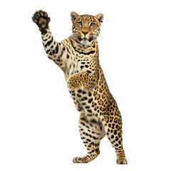 Obraz premium A standing jaguar with its paw raised in the air against a plain black colored background isolated shot
