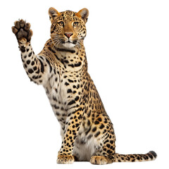 A seated leopard raising its paw with a black background looking directly at the camera with spots