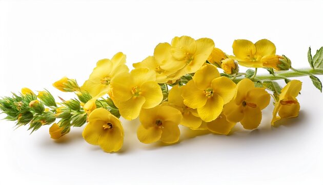 yellow verbascum flower stalks isolated on white background
