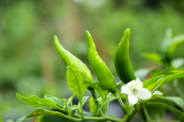Close-up of Green Chili Peppers and White Flower on Plant in Natural Garden Background